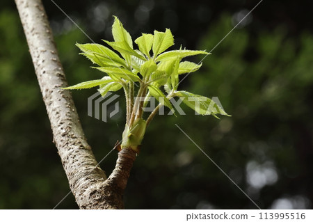 Nature Plants Koshiabura is a highly valued wild vegetable that is said to contain many health benefits. Nature Plants Koshiabura is a highly valued wild vegetable that is said to contain many health benefits. 113995516