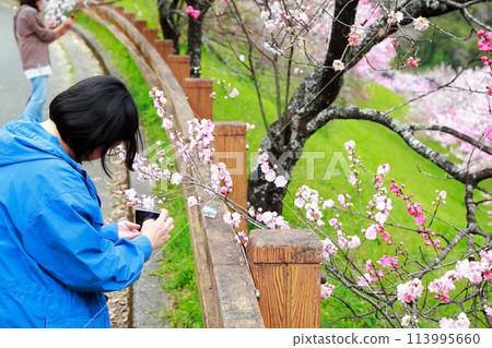 A woman photographing a peach blossom 113995660