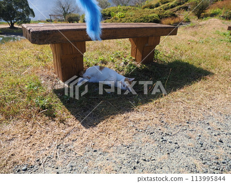 A cat resting in the shade after playing 113995844