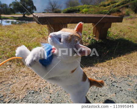 A cat resting in the shade after playing 113995845