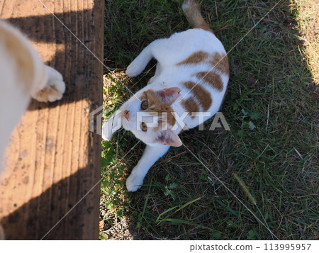 A cat resting in the shade after playing A cat resting in the shade after playing 113995957