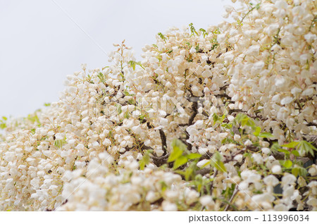 紫藤花的魅力 紫藤花的魅力 113996034