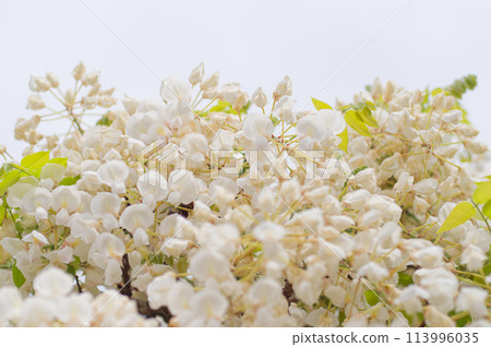 紫藤花的魅力 紫藤花的魅力 113996035