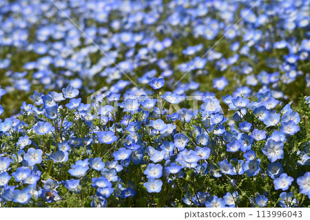 Nemophila blue flowers in full bloom 113996043