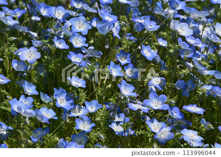 Nemophila flowers in full bloom 113996044