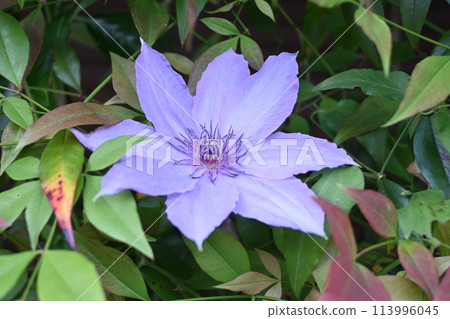 Light purple iron wire flower 113996045