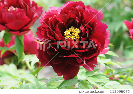 紅牡丹盛開 紅牡丹盛開 113996075