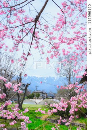 【田淵幸男紀念館】櫻花環繞的北阿爾卑斯山【百樂櫻】 【田淵幸男紀念館】櫻花環繞的北阿爾卑斯山【百樂櫻】 113996160