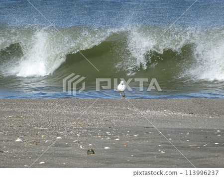 黑尾黑尾鷗在海浪中嬉戲 113996237