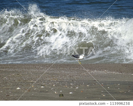 黑尾黑尾鷗在海浪中嬉戲 113996238