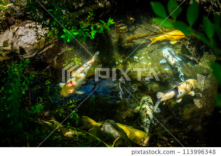 與春光明媚的天空相映襯的天然溫泉街風景“阿蘇內牧溫泉夢大莊”阿蘇市真希 113996348