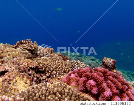 Underwater scenery at Cape Maeda, a popular diving spot in Okinawa Underwater scenery at Cape Maeda, a popular diving spot in Okinawa 113996353
