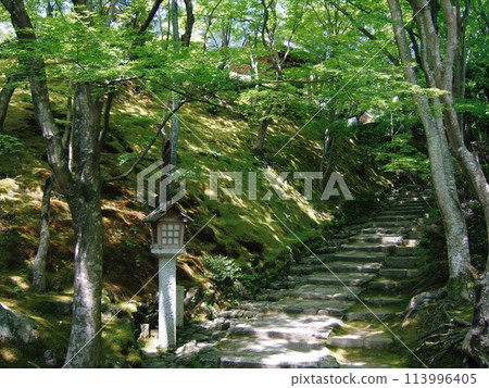 Scenery of Jojakkoji Temple during the fresh green season 113996405