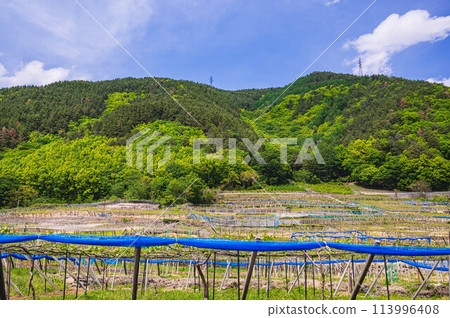 松本市:葡萄園和綠意盎然的山脈 松本市:葡萄園和綠意盎然的山脈 113996408