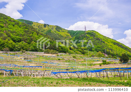 松本市:葡萄園和綠意盎然的山脈 松本市:葡萄園和綠意盎然的山脈 113996410