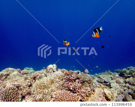 沖繩著名潛水勝地真榮田岬的小丑魚 113996459