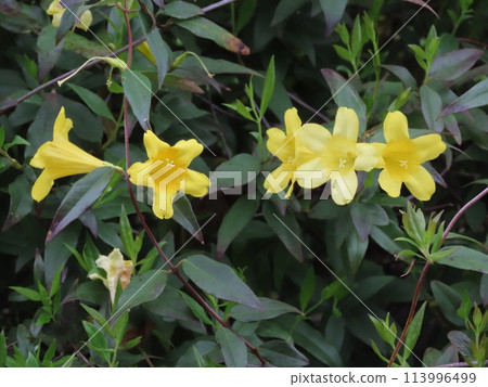yellow carolina jasmine flowers yellow carolina jasmine flowers 113996499