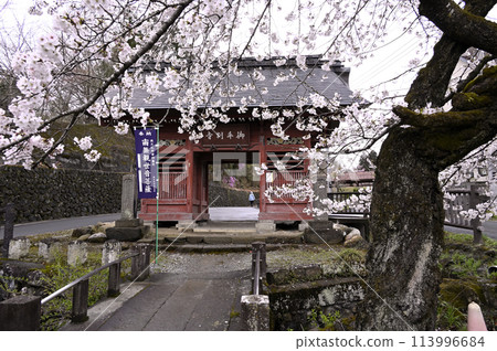 Cherry blossoms at the gate of Kyushoji Temple on Mt. Iwaya, the 25th temple of Chichibu 113996684