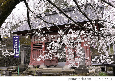 Cherry blossoms at the gate of Kyushoji Temple on Mt. Iwaya, the 25th temple of Chichibu 113996685