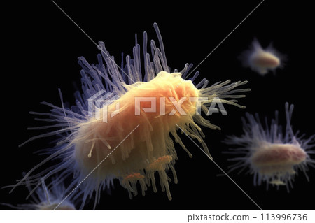 Escherichia coli under the microscope. 113996736