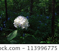 Hydrangeas blooming at a certain temple 113996775