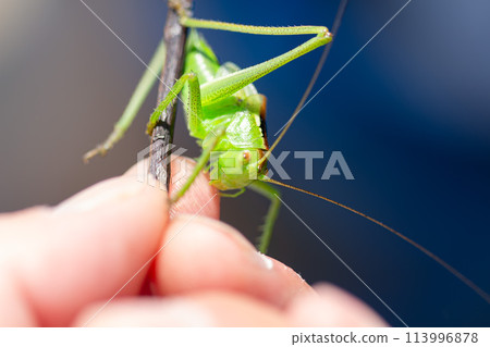Grasshopper Grasshopper 113996878