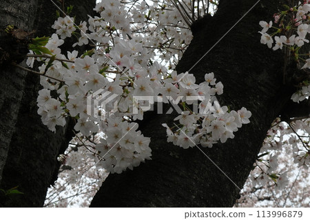 Cherry blossoms in Saitama, Japan Cherry blossoms in Saitama, Japan 113996879