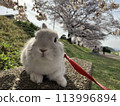 Cherry blossom viewing on the riverbank with my pet rabbit 113996894