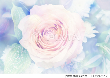 Close up beautiful Pink  rose flower bouquet 113997347