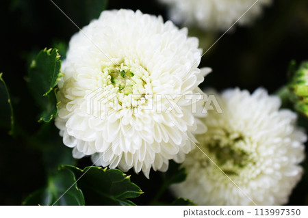 White chrysanthemum flower close up White chrysanthemum flower close up 113997350
