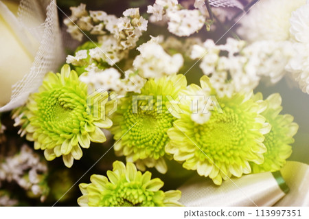 Beautiful White chrysanthemum flower close up Beautiful White chrysanthemum flower close up 113997351