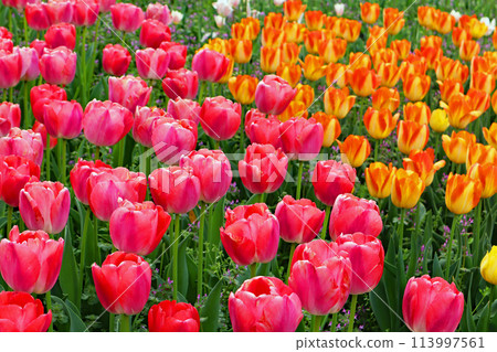 燦爛的鬱金香田野 燦爛的鬱金香田野 113997561