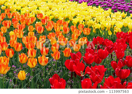 Colorful tulip field Colorful tulip field 113997563