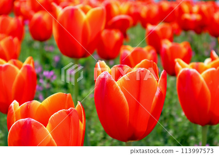 紅色鬱金香 紅色鬱金香 113997573