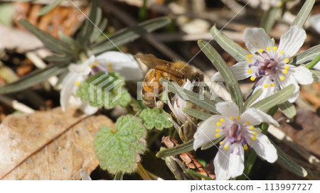 一隻吸食蜂蜜的蜜蜂 113997727