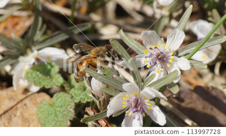 一隻吸食蜂蜜的蜜蜂 113997728