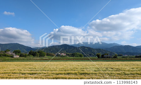 麥子、藍天、白雲 麥子、藍天、白雲 113998143