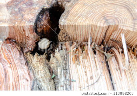 A hornet's nest had begun to form in the hollow of a fallen tree. 113998203