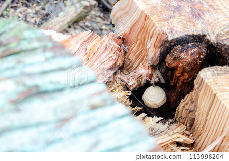 A hornet's nest had begun to form in the hollow of a fallen tree. A hornet's nest had begun to form in the hollow of a fallen tree. 113998204