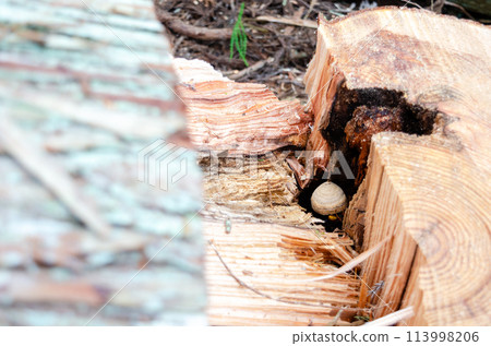 一個黃蜂巢已經開始在一棵被砍倒的樹的空心裡建造。 一個黃蜂巢已經開始在一棵被砍倒的樹的空心裡建造。 113998206