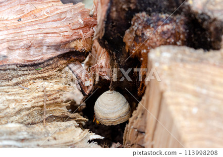 一個黃蜂巢已經開始在一棵被砍倒的樹的空心裡建造。 113998208