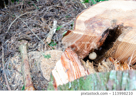 A hornet's nest had begun to form in the hollow of a fallen tree. 113998210