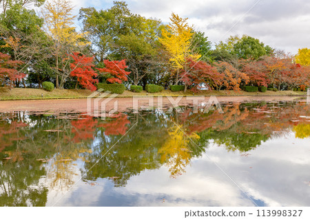 京都嵯峨野大覺寺附近大澤池（日本最古老的人工池塘）的秋葉 113998327