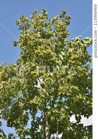 Chestnuts at Nagai Botanical Garden 113998469