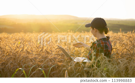 Woman farmer working with laptop on wheat field. Smart farming and digital agriculture Woman farmer working with laptop on wheat field. Smart farming and digital agriculture 113998883