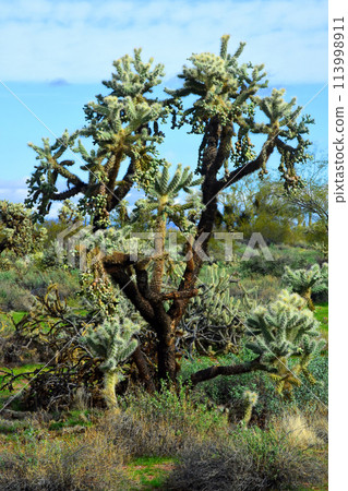 Cholla cactus, Sonora Desert, Mid Spring Cholla cactus, Sonora Desert, Mid Spring 113998911