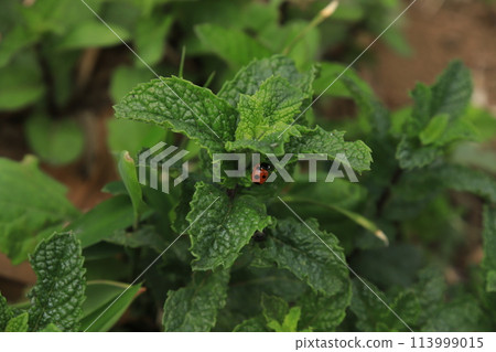 【4月】瓢蟲和薄荷(香草) 拍攝地點:自家花園(神奈川縣大和市) 【4月】瓢蟲和薄荷(香草) 拍攝地點:自家花園(神奈川縣大和市) 113999015