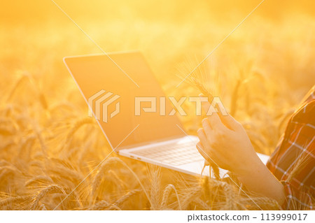 Woman farmer working with laptop on wheat field. Smart farming and digital agriculture 113999017