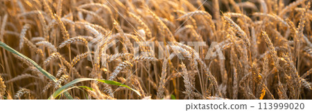 Golden wheat field in sunset Golden wheat field in sunset 113999020