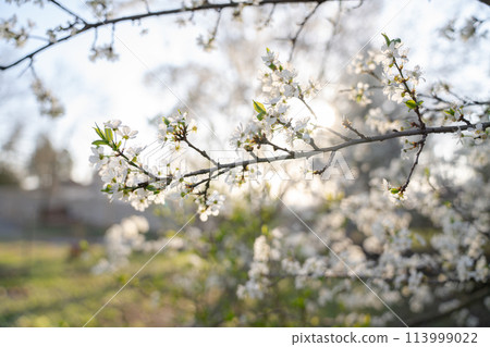 Background of blooming cherry branches in the sunlight. 113999022